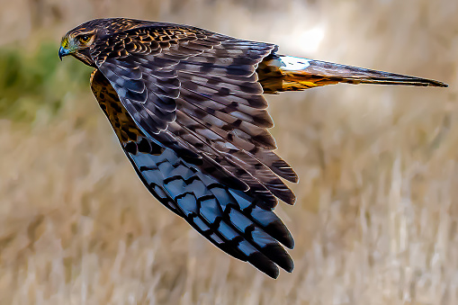 Northern Harrier bird of prey on the hunt.  Taken in Edison, WA;