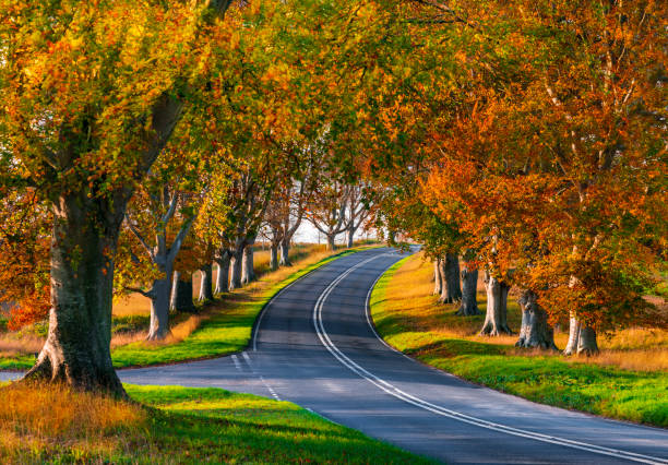 istock Tree lined road in autumn near Badbury Rings 1210665211