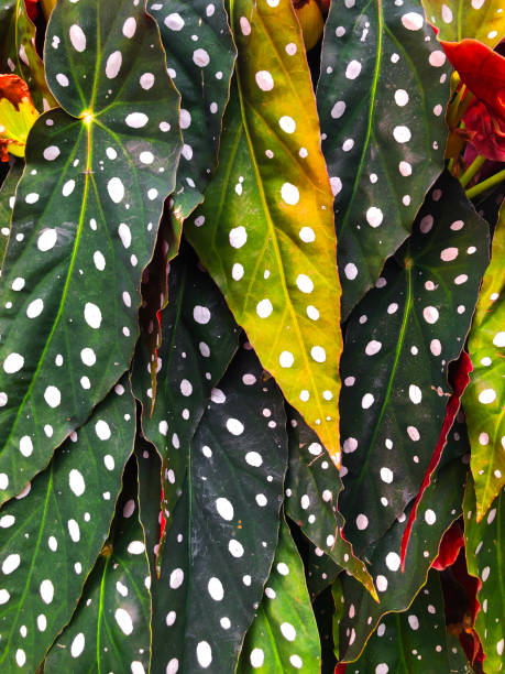 Begonia ,tropical foliage nature background