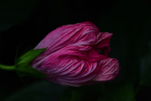Close-up of a red hibiscus flower, half closed against a dark background, with many folds in the petals