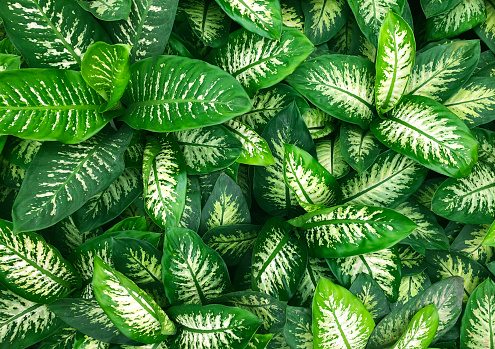 Syngonium leafy green background