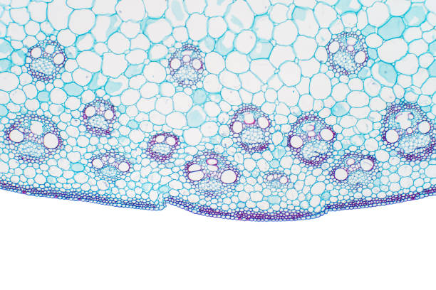 istock Histology of Monocot stem under the microscope for education botany. 1210667743