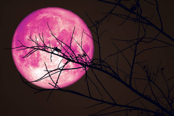 istock Super Pink Beaver Moon on dark sky and silhouette dry tree at the night 1210668106