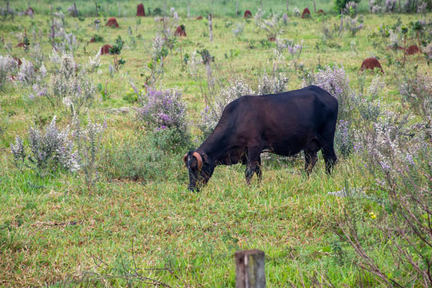istock Cattle farm - Ox and cow 1210668752