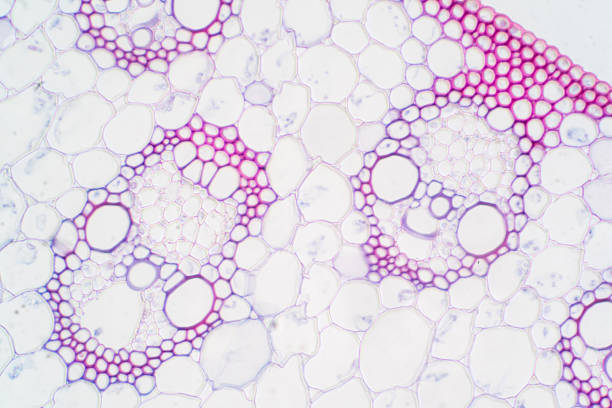 istock Monocot plant vascular tissue under the microscope view for education. 1210669547