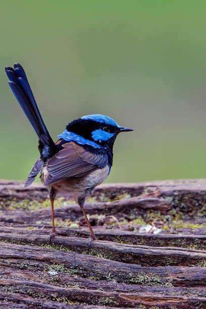 Adult Superb Fairy Wren perched on an old tree stump in the forest