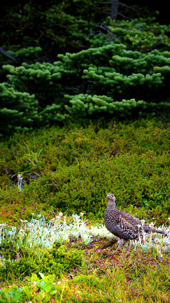 grouse florestal - grouse spruce tree bird camouflage - fotografias e filmes do acervo