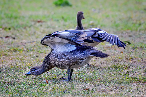 Two wood ducks stretching on the grass
