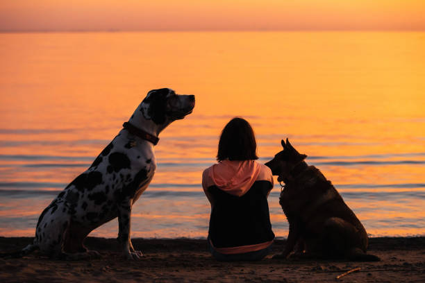 istock Unrecognizable woman with dogs watching sunset on beach 1210672256