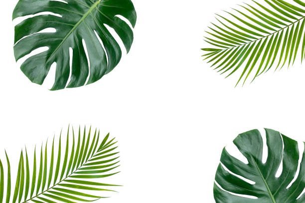 istock green leaves for background and wallpaper 1210674294