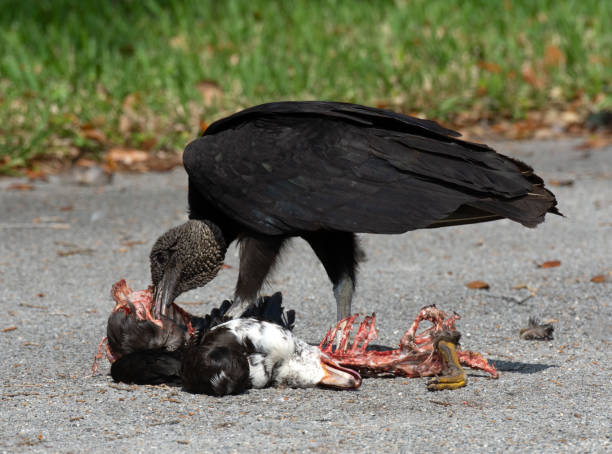 istock Black Vulture Eating Muscovy Duck Carrion 1210674295
