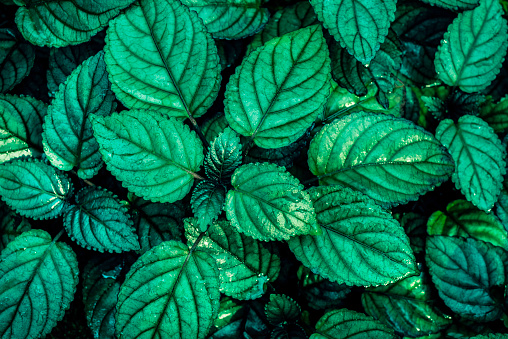 Green Leaves For Background And Wallpaper Stock Photo - Download Image Now  - Nature, Abstract, Backgrounds - iStock