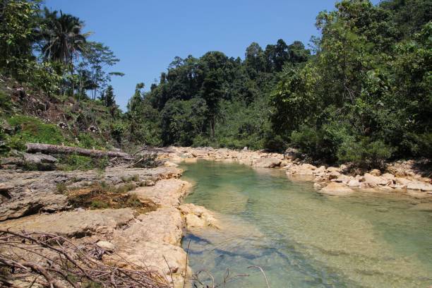 istock Scenic view of a clear river flowing through a forest in the Philippines. 1210674330