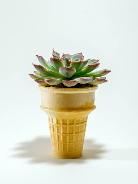 Echeveria Succulent in Ice Cream Cone stock photo