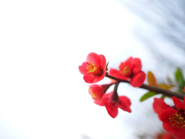 Korean Spring's Affectionate Seasonal Flowers