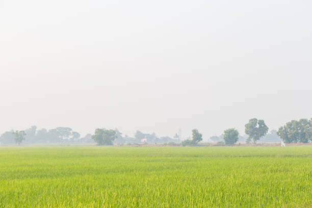 istock Green wheat field with morning light 1210678905