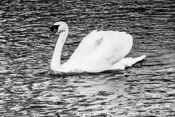 istock mute swan, West Vancouver, BC, Canada 1210679753