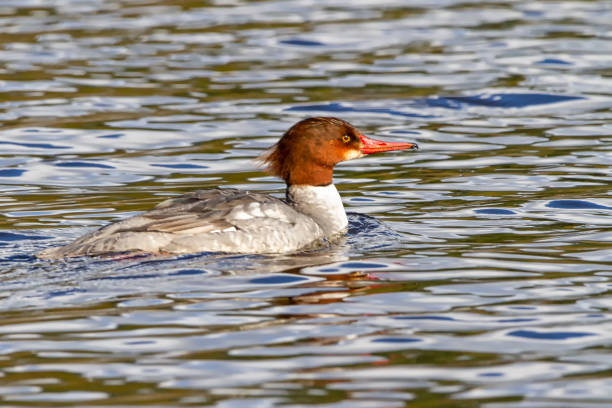 istock female Common Merganser, Vancouver, BC, Canada 1210679838