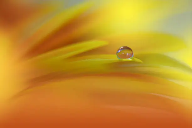 Nature,Daisy,Flower,Yellow,Floral