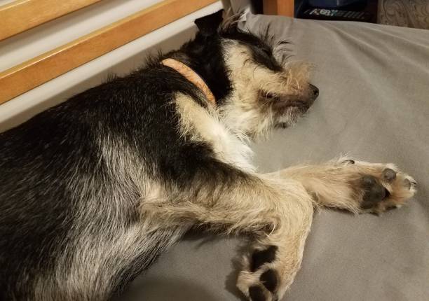 istock black and white dog sleeping on grey sheet on bed 1210682618