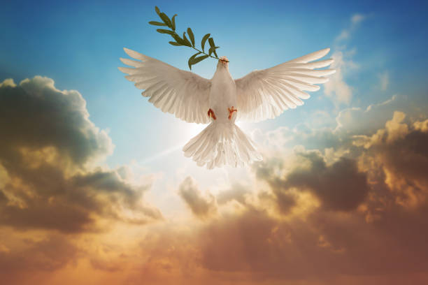 istock white dove or white pigeon carrying olive leaf branch on pastel background and clipping path and international day of peace 1210682729