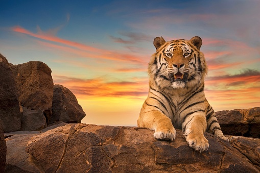 Low angle view of a solitary adult Bengal tiger (Panthera tigris), with his face and paws visible, looking at the camera from the top of a rocky hill, with a beautiful sunset sky in the background.