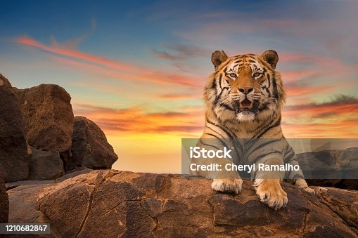 25,148 Giant Tiger Stock Photos, Pictures & Royalty-Free Images - iStock | Giant  tiger prawn