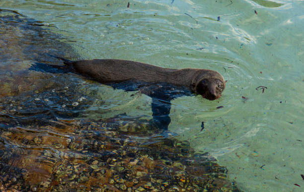 istock Australian Fur Seal 1210684377