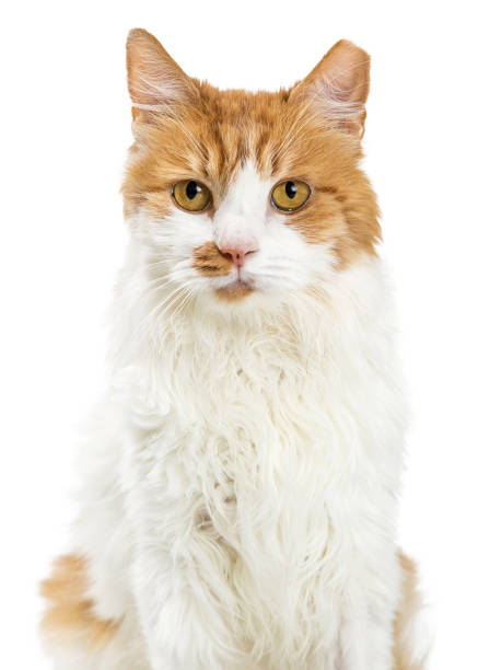 istock Close-up Orange and White Cat Closeup 1210684418