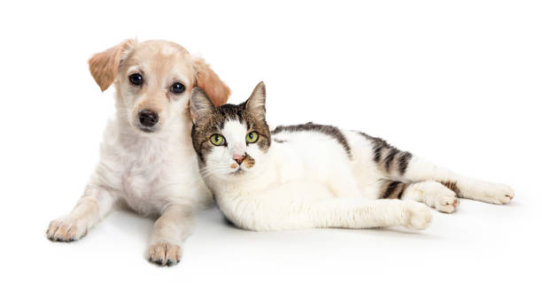 istock Cute Cat and Dog Snuggling Together 1210684432