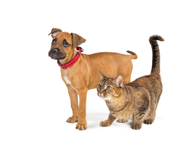 istock Dog and Cat Together Side View White Background 1210684433