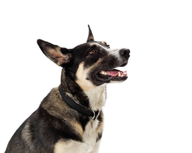 istock Beautiful Attentive Shepherd Dog Side View 1210684441
