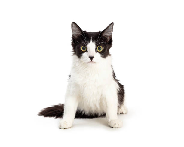 istock Domestic Medium Hair Black and White Kitten 1210684475