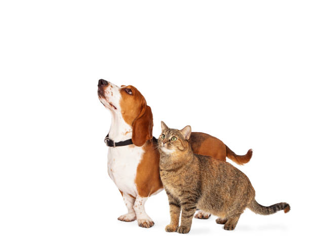 istock Excited Dog and Cat Together With Copy Space 1210684478