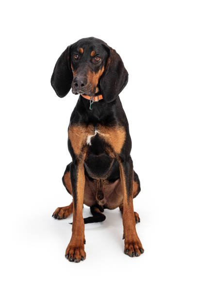 istock Black and Tan Coonhound Sitting on White 1210684586