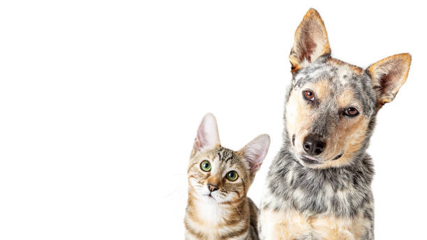 istock Cute Cat and Dog Together Tilting Heads Web Banner 1210684603