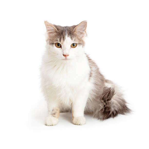 istock Domestic Medium Hair Grey and White Cat 1210684642