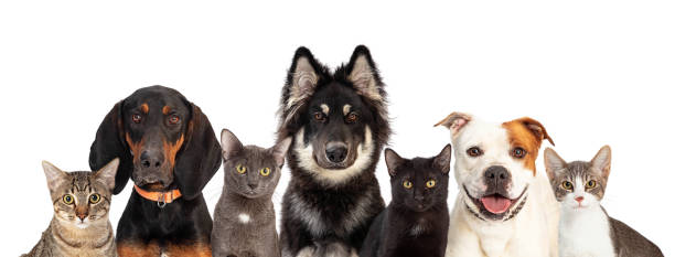 istock Cats and Dogs Together White Web Banner 1210684747