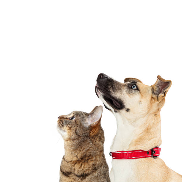 istock Excited Mixed Large Breed Dog Looking Up Extracted 1210684808