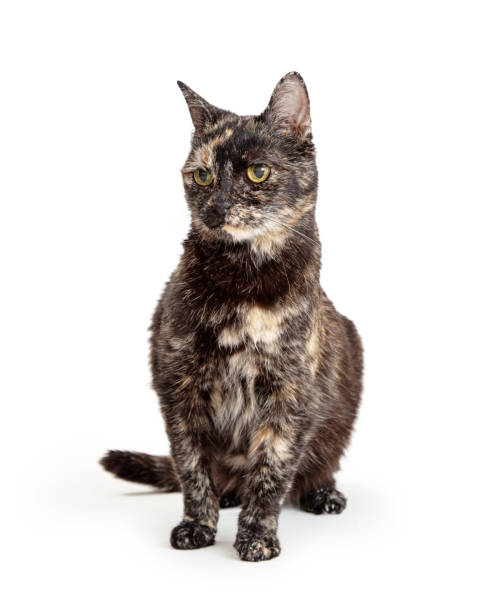 istock Black and Buff Tortie Cat Sitting on White 1210684896