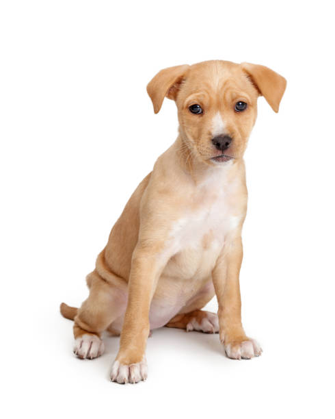 istock Cute Brown Puppy Dog Sitting 1210684935