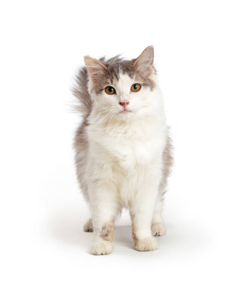 istock Cute Domestic Medium Hair Cat 1210685023