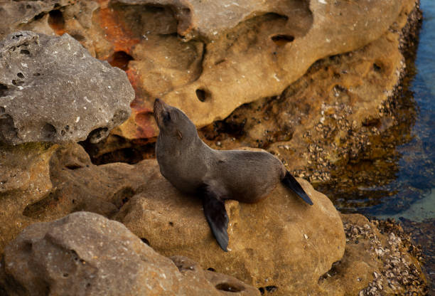 sceau de fourrure australien - jervis inlet photos et images de collection