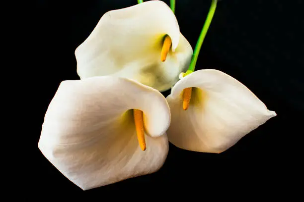 Kalla flower.White Kallas flower on a black background.Big white flower on black Close-up