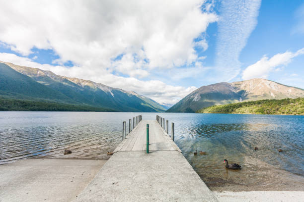 istock Black swan and duck on Lake Rotoiti 1210694952