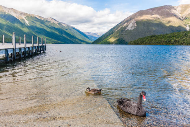 Duck on Lake Wanaka, South Island of New Zealand.