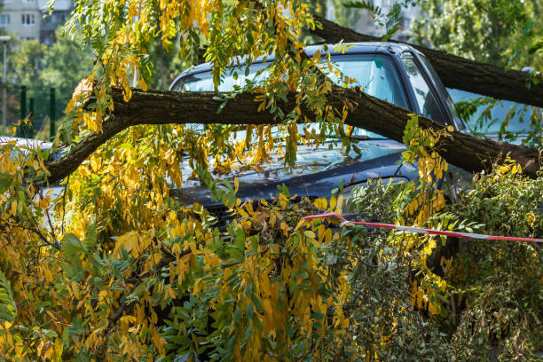 istock A very large broken tree fell on a car during a hurricane. Destruction after a gale. Accident. Close-up. 1210695194