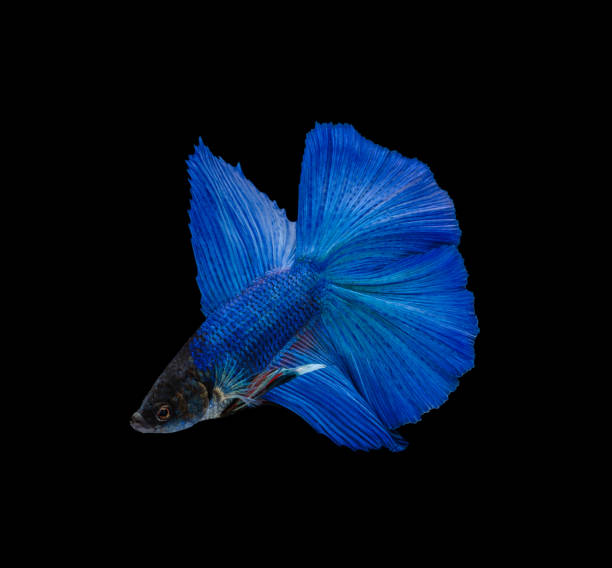 istock Doubletail super blue half moon Siamese fighting fish isolated on black background 1210695646