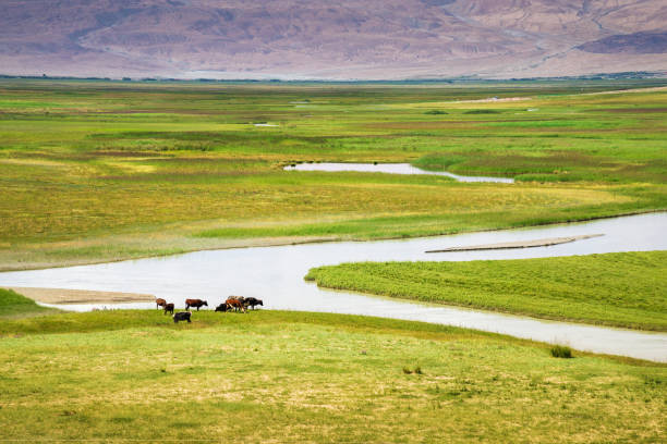 istock Cattle grazing on pasture with winding river and mountains 1210696803