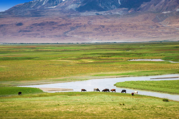 istock Cattle grazing on grassland with winding river and mountains 1210697388